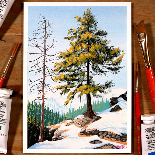 Mountain Pine Tree - Gouache Painting